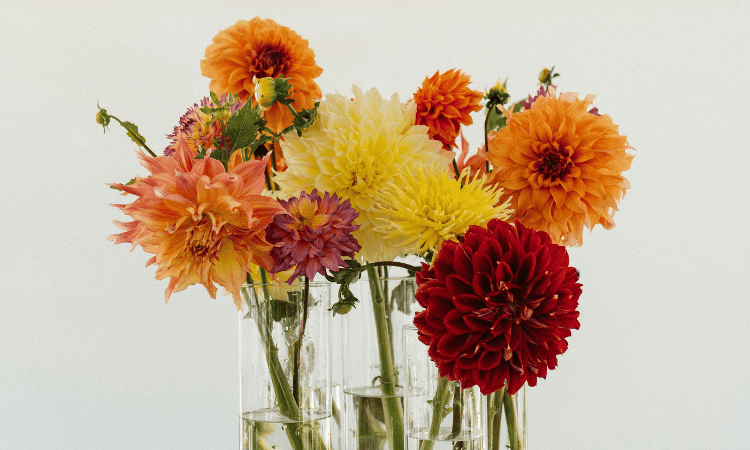 Dalia en tonos cálidos utilizada para decorar un centro de mesa de otoño.